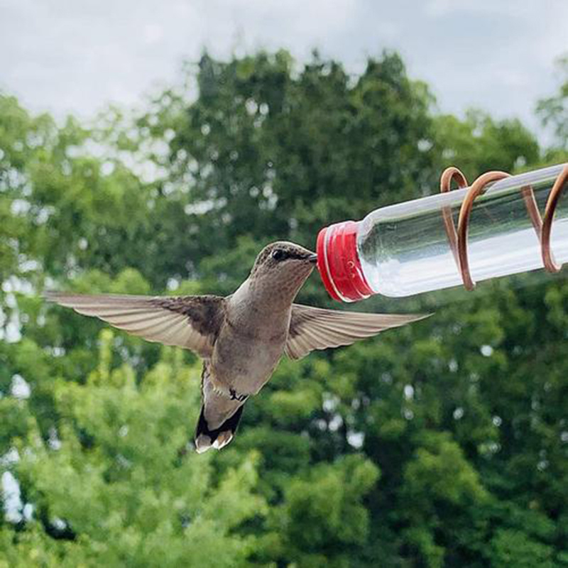 Garden Bird Feeder Supplies Hummingbird